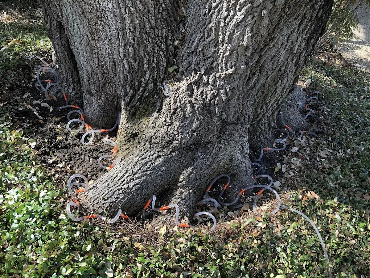 Detailed Tree Cabling and Bracing job site in Changewater